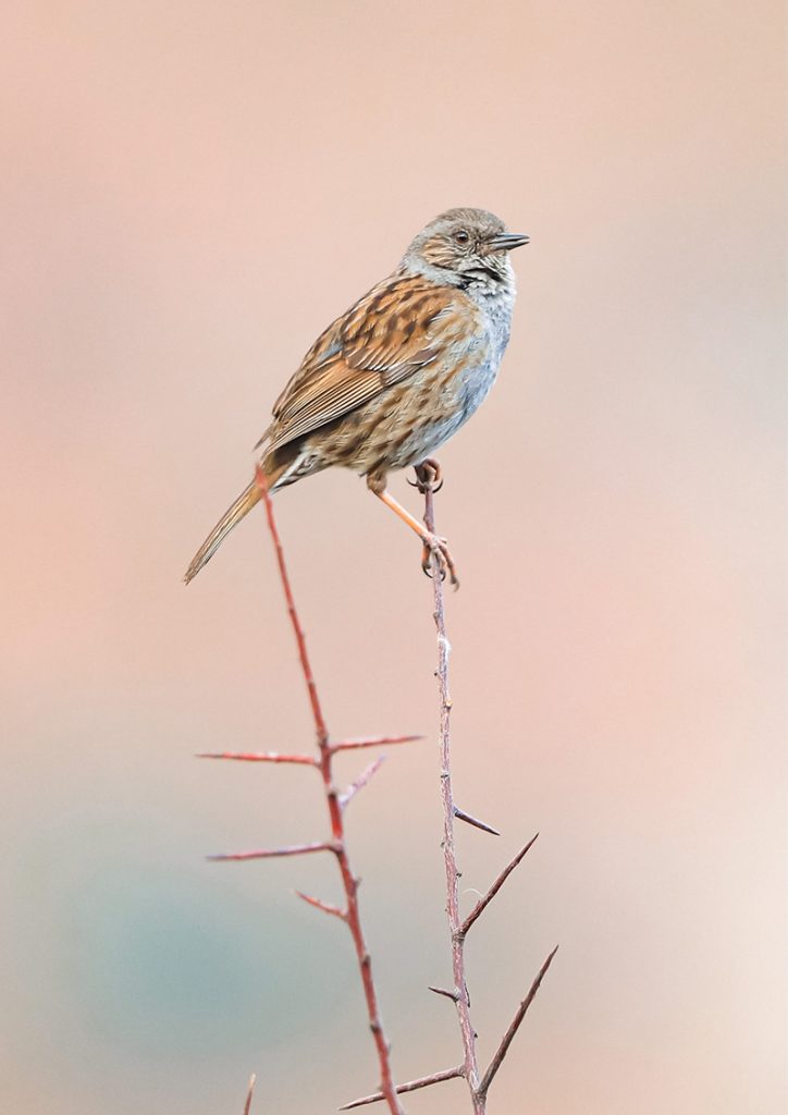 photographie pays basque oiseau photo nature
